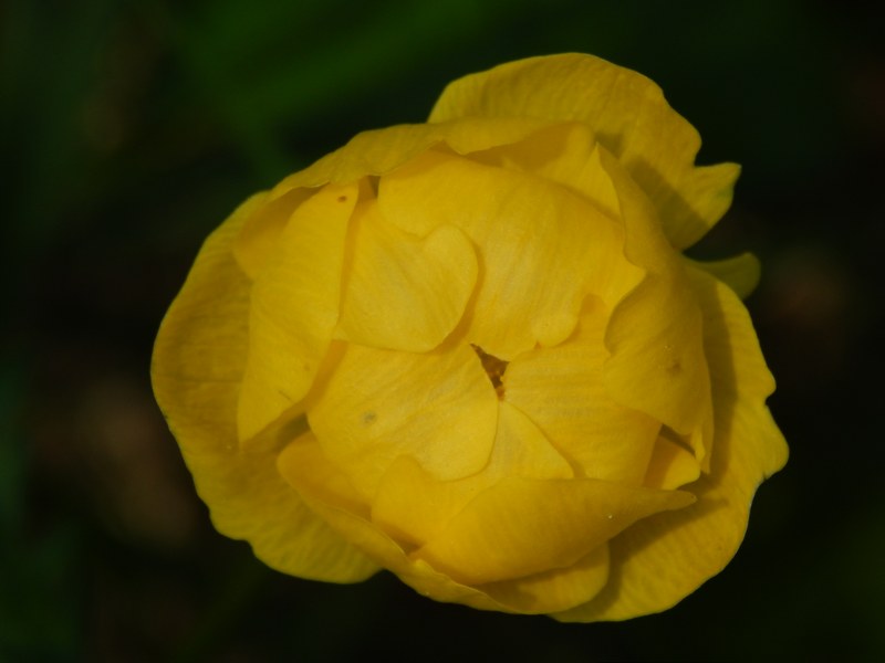 Fiori e colori